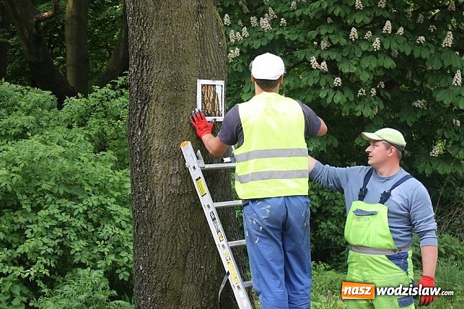 Zdjęcie w galerii na portalu naszwodzislaw.com: Trwa znakowanie tras rowerowych wiadomości z regionu