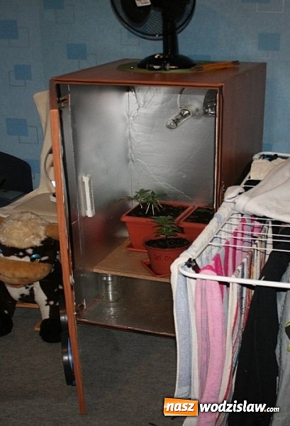 Zdjęcie w galerii na portalu naszwodzislaw.com: Mini uprawa konopi w szafce. Wodzisławscy policjanci zatrzymali dw&oacute;ch mieszkańc&oacute;w Jastrzębia-Zdroju wiadomości z regionu