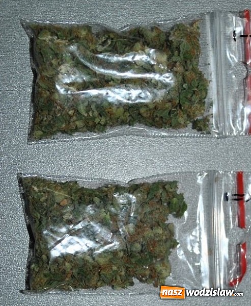 Zdjęcie w galerii na portalu naszwodzislaw.com: Mini uprawa konopi w szafce. Wodzisławscy policjanci zatrzymali dw&oacute;ch mieszkańc&oacute;w Jastrzębia-Zdroju wiadomości z regionu
