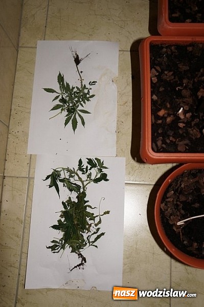 Zdjęcie w galerii na portalu naszwodzislaw.com: Mini uprawa konopi w szafce. Wodzisławscy policjanci zatrzymali dw&oacute;ch mieszkańc&oacute;w Jastrzębia-Zdroju wiadomości z regionu