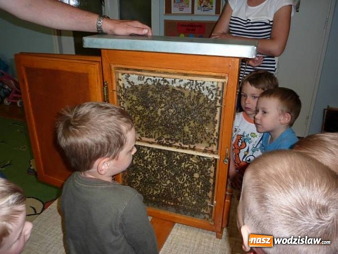 Zdjęcie w galerii na portalu naszwodzislaw.com: Dlaczego trzeba chronić pszczoły?  wiadomości z regionu