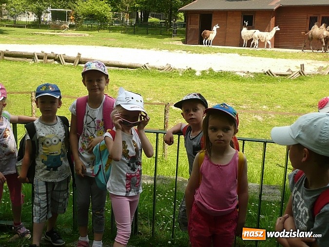 Zdjęcie w galerii na portalu naszwodzislaw.com: Przedszkolaki z PP nr 16 zawitały do ZOO w Chorzowie  wiadomości z regionu