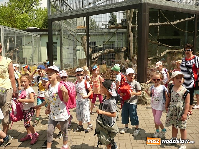Zdjęcie w galerii na portalu naszwodzislaw.com: Przedszkolaki z PP nr 16 zawitały do ZOO w Chorzowie  wiadomości z regionu