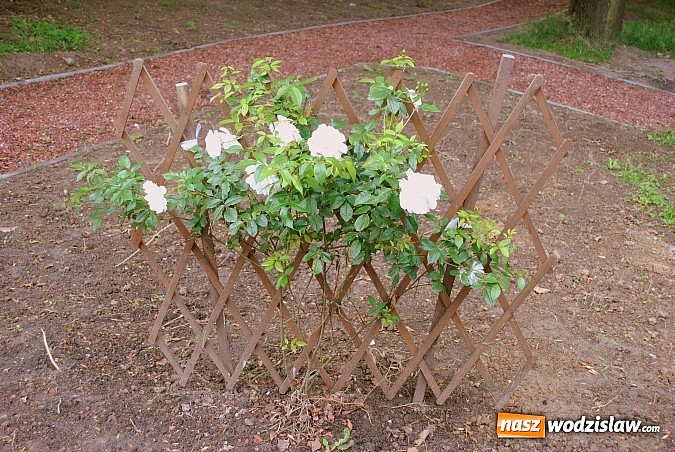 Zdjęcie w galerii na portalu naszwodzislaw.com: Odnowiono park wok&oacute;ł Willi Dyrektora w Radlinie wiadomości z regionu