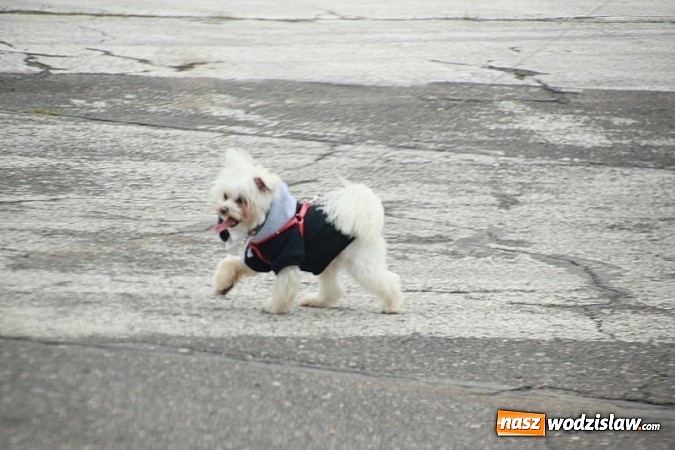 Zdjęcie w galerii na portalu naszwodzislaw.com: Rafał Pasierbek na Automaster Show 2015  wiadomości z regionu