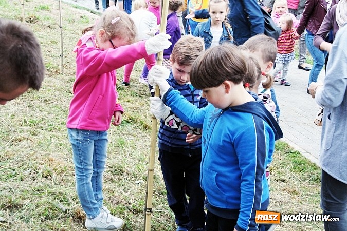 Zdjęcie w galerii na portalu naszwodzislaw.com: W Wodzisławiu powstała aleja klonów. Sadzeniem zajęły się przedszkolaki wiadomości z regionu
