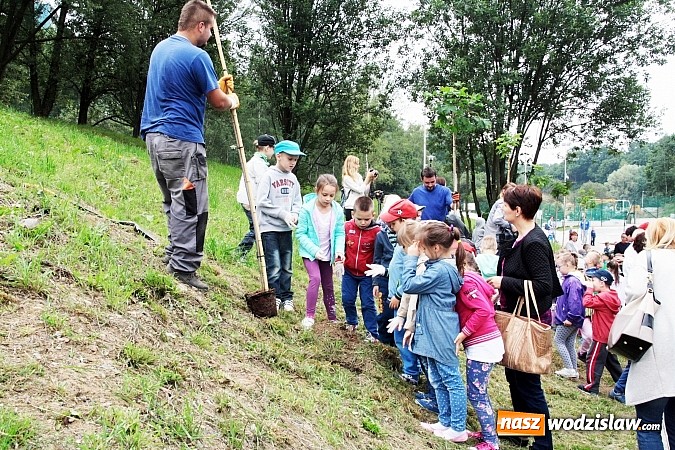 Zdjęcie w galerii na portalu naszwodzislaw.com: W Wodzisławiu powstała aleja klonów. Sadzeniem zajęły się przedszkolaki wiadomości z regionu
