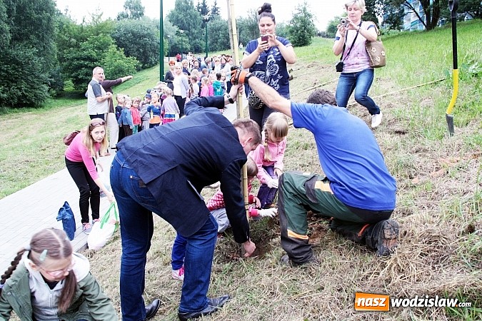 Zdjęcie w galerii na portalu naszwodzislaw.com: W Wodzisławiu powstała aleja klonów. Sadzeniem zajęły się przedszkolaki wiadomości z regionu