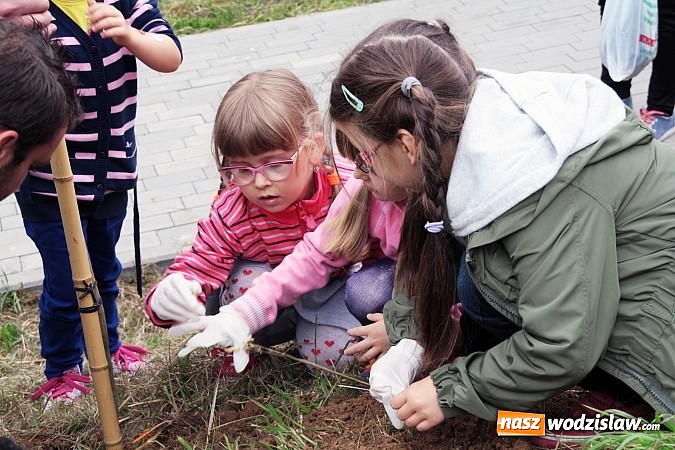 Zdjęcie w galerii na portalu naszwodzislaw.com: W Wodzisławiu powstała aleja klonów. Sadzeniem zajęły się przedszkolaki wiadomości z regionu