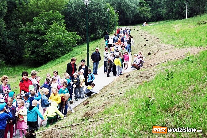 Zdjęcie w galerii na portalu naszwodzislaw.com: W Wodzisławiu powstała aleja klonów. Sadzeniem zajęły się przedszkolaki wiadomości z regionu