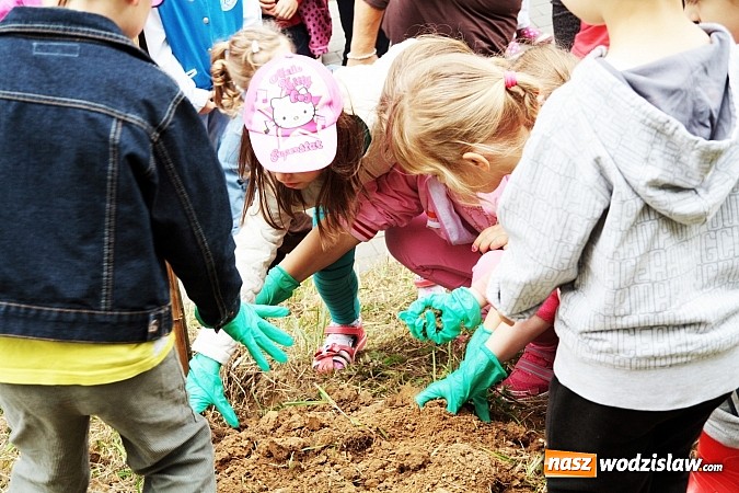 Zdjęcie w galerii na portalu naszwodzislaw.com: W Wodzisławiu powstała aleja klonów. Sadzeniem zajęły się przedszkolaki wiadomości z regionu