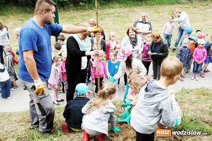 Zdjęcie w galerii na portalu naszwodzislaw.com: W Wodzisławiu powstała aleja klonów. Sadzeniem zajęły się przedszkolaki wiadomości z regionu