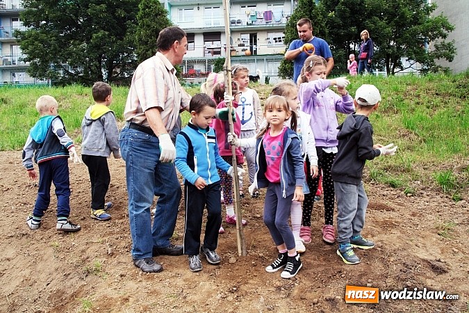 Zdjęcie w galerii na portalu naszwodzislaw.com: W Wodzisławiu powstała aleja klonów. Sadzeniem zajęły się przedszkolaki wiadomości z regionu