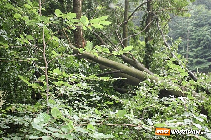 Zdjęcie w galerii na portalu naszwodzislaw.com: Potężna nawałnica przeszła przez nasz region  wiadomości z regionu