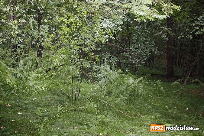 Zdjęcie w galerii na portalu naszwodzislaw.com: Potężna nawałnica przeszła przez nasz region  wiadomości z regionu