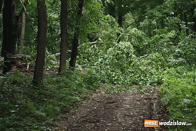 Zdjęcie w galerii na portalu naszwodzislaw.com: Potężna nawałnica przeszła przez nasz region  wiadomości z regionu