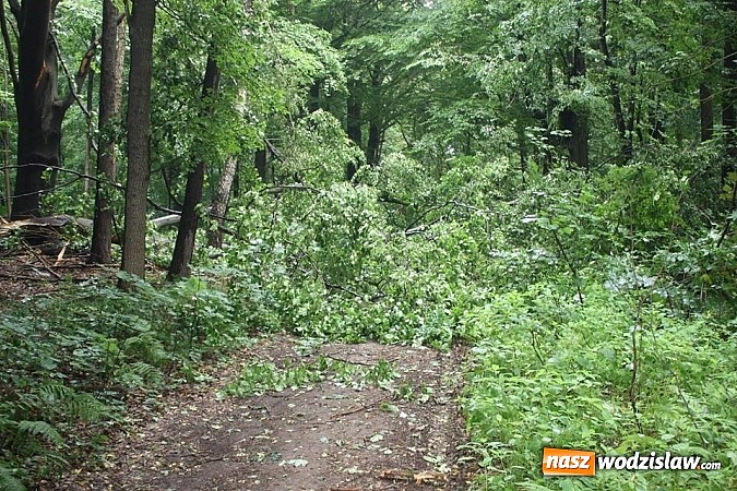 Zdjęcie w galerii na portalu naszwodzislaw.com: Potężna nawałnica przeszła przez nasz region  wiadomości z regionu