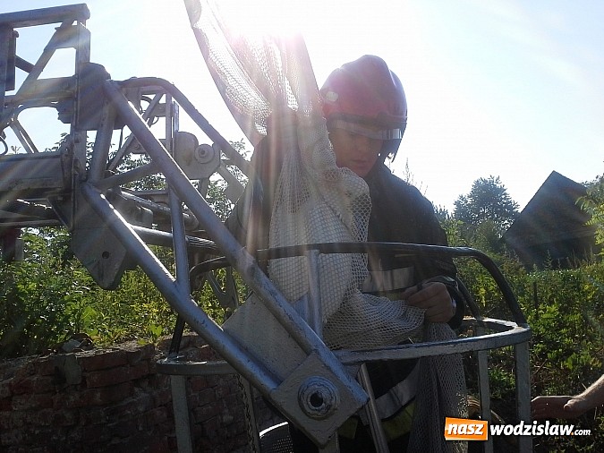 Zdjęcie w galerii na portalu naszwodzislaw.com: Nietypowa interwencja wodzisławskich strażaków. Wezwani zostali do ściągnięcia papugi z drzewa  wiadomości z regionu