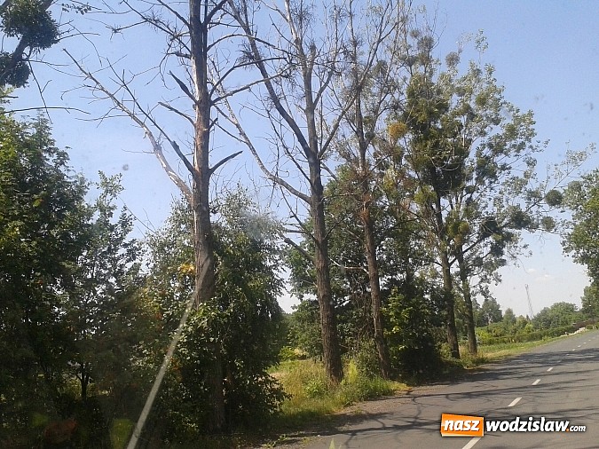 Zdjęcie w galerii na portalu naszwodzislaw.com: List do redakcji: Drzewa w Turzy Śląskiej przy ulicy Mszańskiej są w tragicznym stanie! wiadomości z regionu