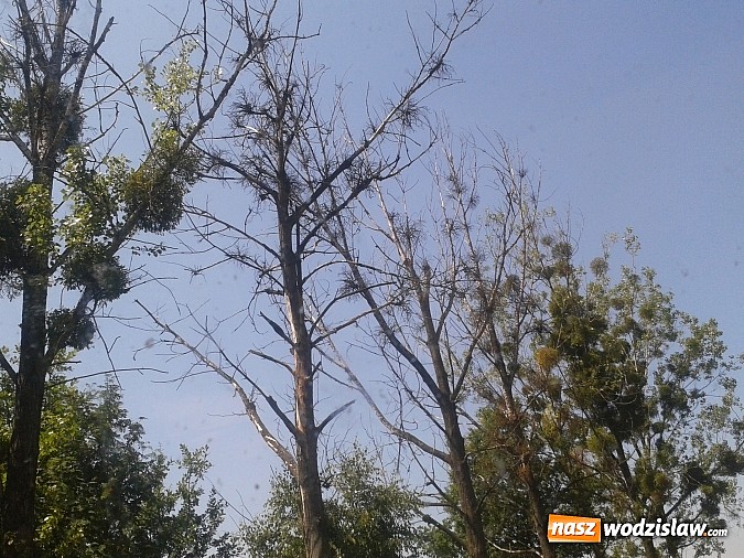 Zdjęcie w galerii na portalu naszwodzislaw.com: List do redakcji: Drzewa w Turzy Śląskiej przy ulicy Mszańskiej są w tragicznym stanie! wiadomości z regionu