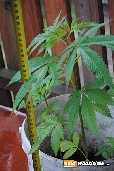 Zdjęcie w galerii na portalu naszwodzislaw.com: 21-latek w Rydułtowach uprawiał konopie na balkonie  wiadomości z regionu