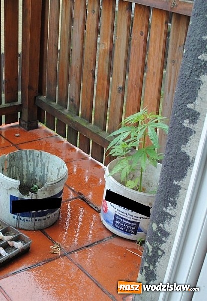 Zdjęcie w galerii na portalu naszwodzislaw.com: 21-latek w Rydułtowach uprawiał konopie na balkonie  wiadomości z regionu