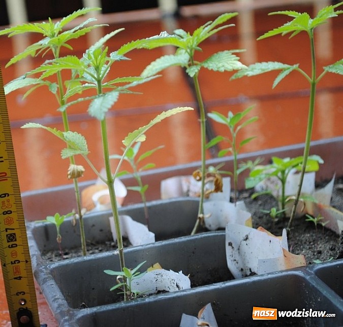 Zdjęcie w galerii na portalu naszwodzislaw.com: 21-latek w Rydułtowach uprawiał konopie na balkonie  wiadomości z regionu