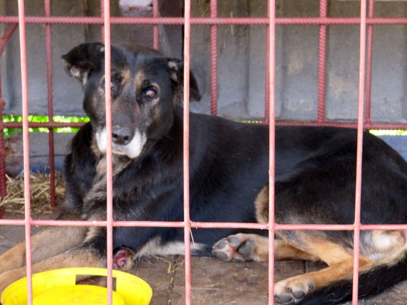 Zdjęcie w galerii na portalu naszwodzislaw.com: Bezpańskie psy czekają na adopcję wiadomości z regionu