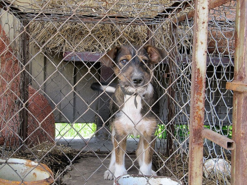 Zdjęcie w galerii na portalu naszwodzislaw.com: Bezpańskie psy czekają na adopcję wiadomości z regionu