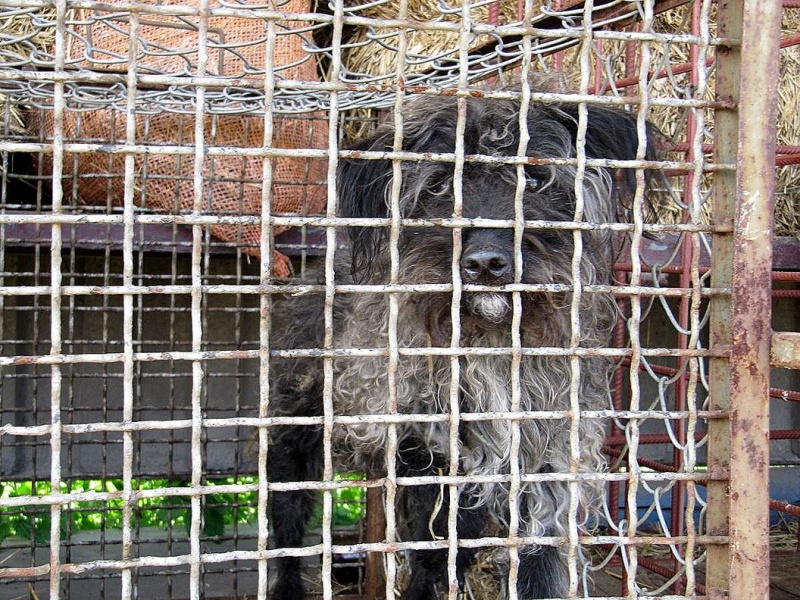 Zdjęcie w galerii na portalu naszwodzislaw.com: Bezpańskie psy czekają na adopcję wiadomości z regionu