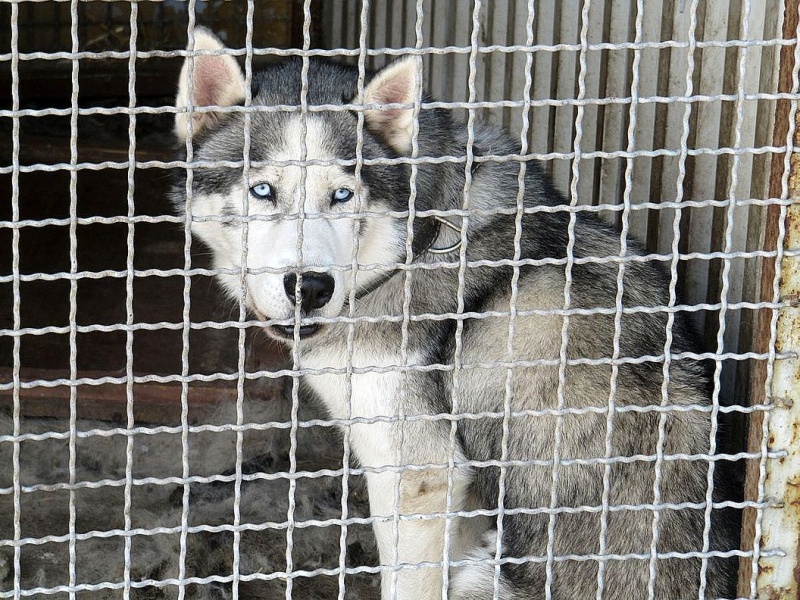 Zdjęcie w galerii na portalu naszwodzislaw.com: Bezpańskie psy czekają na adopcję wiadomości z regionu