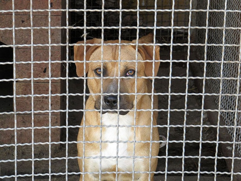 Zdjęcie w galerii na portalu naszwodzislaw.com: Bezpańskie psy czekają na adopcję wiadomości z regionu