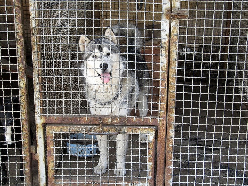 Zdjęcie w galerii na portalu naszwodzislaw.com: Bezpańskie psy czekają na adopcję wiadomości z regionu