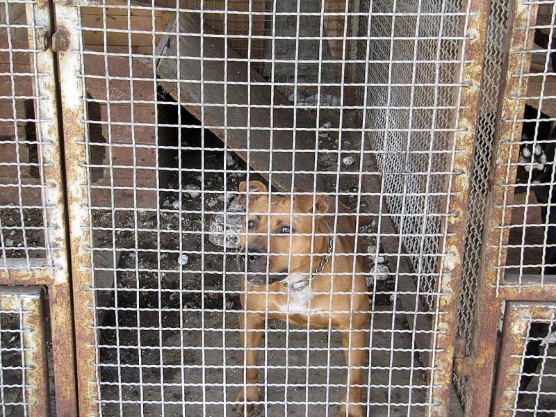 Zdjęcie w galerii na portalu naszwodzislaw.com: Bezpańskie psy czekają na adopcję wiadomości z regionu