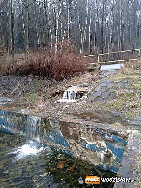 Zdjęcie w galerii na portalu naszwodzislaw.com: Program ochrony płazów w ZPKWŚ w Oddziale w Rudach wiadomości z regionu