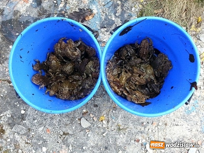 Zdjęcie w galerii na portalu naszwodzislaw.com: Program ochrony płazów w ZPKWŚ w Oddziale w Rudach wiadomości z regionu