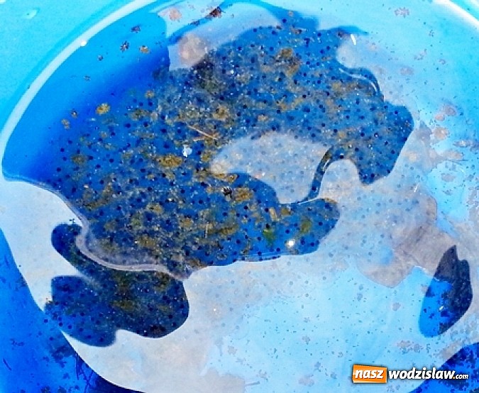 Zdjęcie w galerii na portalu naszwodzislaw.com: Program ochrony płazów w ZPKWŚ w Oddziale w Rudach wiadomości z regionu