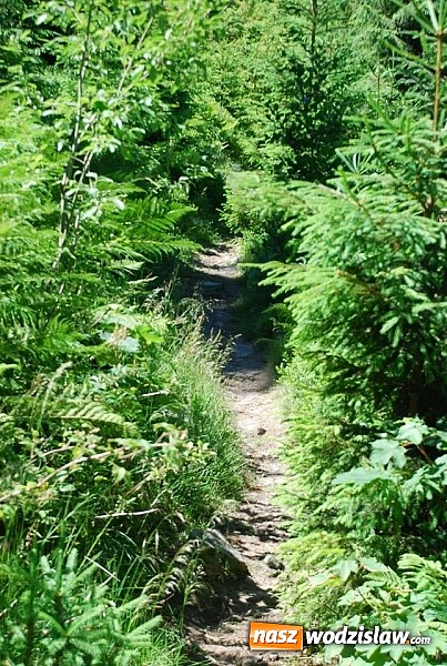 Zdjęcie w galerii na portalu naszwodzislaw.com: Marsz po górskich szlakach z Miejskim Ośrodkiem Sportu i Rekreacji Centrum  wiadomości z regionu