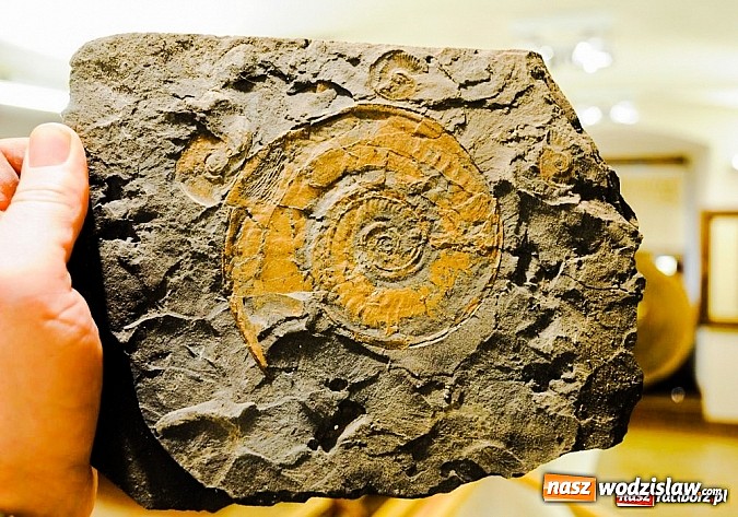 Zdjęcie w galerii na portalu naszwodzislaw.com: Tych rzeczy nie wkładaj do walizki podczas powrotu z egzotycznych wakacji wiadomości z regionu