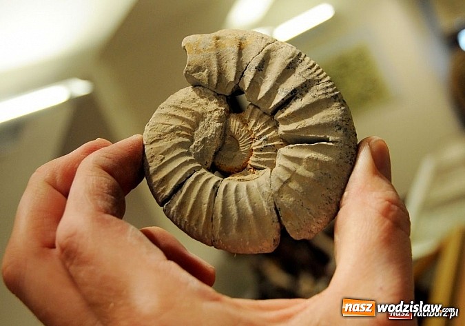 Zdjęcie w galerii na portalu naszwodzislaw.com: Tych rzeczy nie wkładaj do walizki podczas powrotu z egzotycznych wakacji wiadomości z regionu