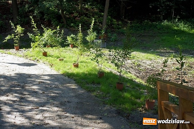 Zdjęcie w galerii na portalu naszwodzislaw.com: Park w Mszanie coraz piękniejszy - pracownicy urzędu gminy sadzili w nim krzewy i byliny  wiadomości z regionu