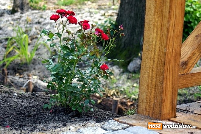 Zdjęcie w galerii na portalu naszwodzislaw.com: Park w Mszanie coraz piękniejszy - pracownicy urzędu gminy sadzili w nim krzewy i byliny  wiadomości z regionu