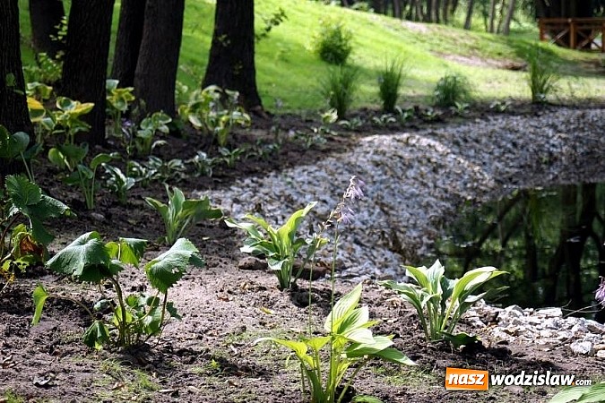 Zdjęcie w galerii na portalu naszwodzislaw.com: Park w Mszanie coraz piękniejszy - pracownicy urzędu gminy sadzili w nim krzewy i byliny  wiadomości z regionu