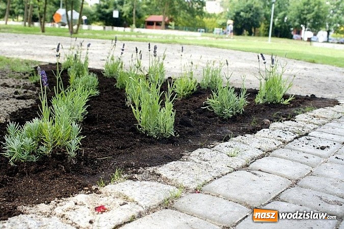 Zdjęcie w galerii na portalu naszwodzislaw.com: Park w Mszanie coraz piękniejszy - pracownicy urzędu gminy sadzili w nim krzewy i byliny  wiadomości z regionu