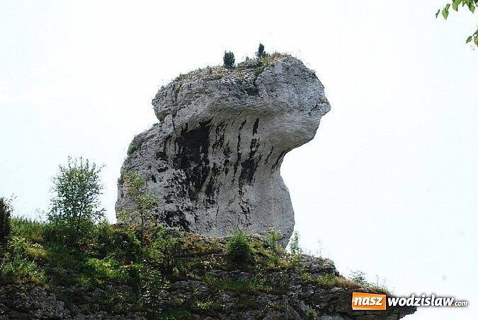 Zdjęcie w galerii na portalu naszwodzislaw.com: Zamek, pałac i gród czyli sobota z MOSiR wiadomości z regionu