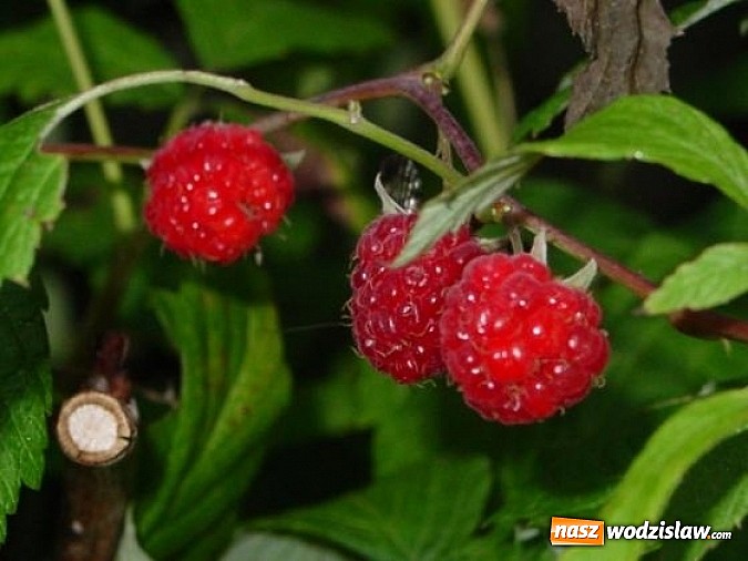 Zdjęcie w galerii na portalu naszwodzislaw.com: Spokojne letnie dni w lesie pełne życia wiadomości z regionu