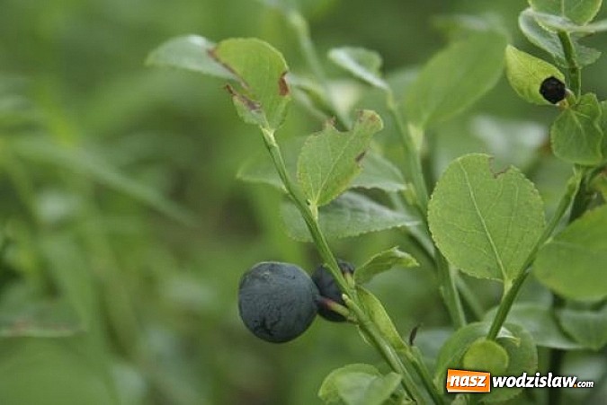 Zdjęcie w galerii na portalu naszwodzislaw.com: Spokojne letnie dni w lesie pełne życia wiadomości z regionu