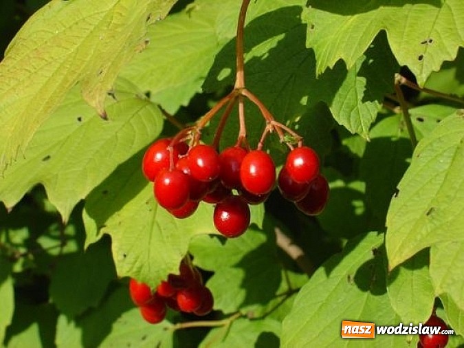 Zdjęcie w galerii na portalu naszwodzislaw.com: Spokojne letnie dni w lesie pełne życia wiadomości z regionu