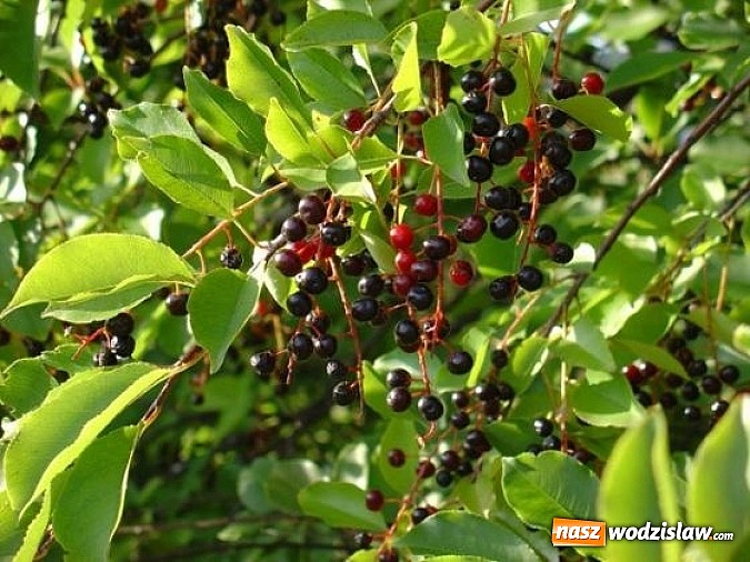 Zdjęcie w galerii na portalu naszwodzislaw.com: Spokojne letnie dni w lesie pełne życia wiadomości z regionu