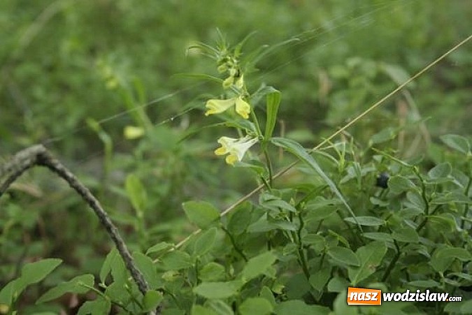 Zdjęcie w galerii na portalu naszwodzislaw.com: Spokojne letnie dni w lesie pełne życia wiadomości z regionu